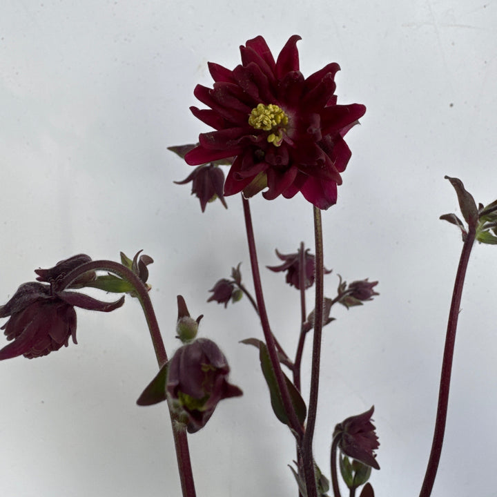 AQUILEGIA Ruby Port