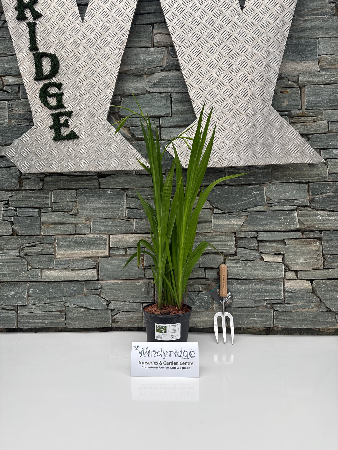 GLADIOLUS call. Murielae 3Ltr Pot