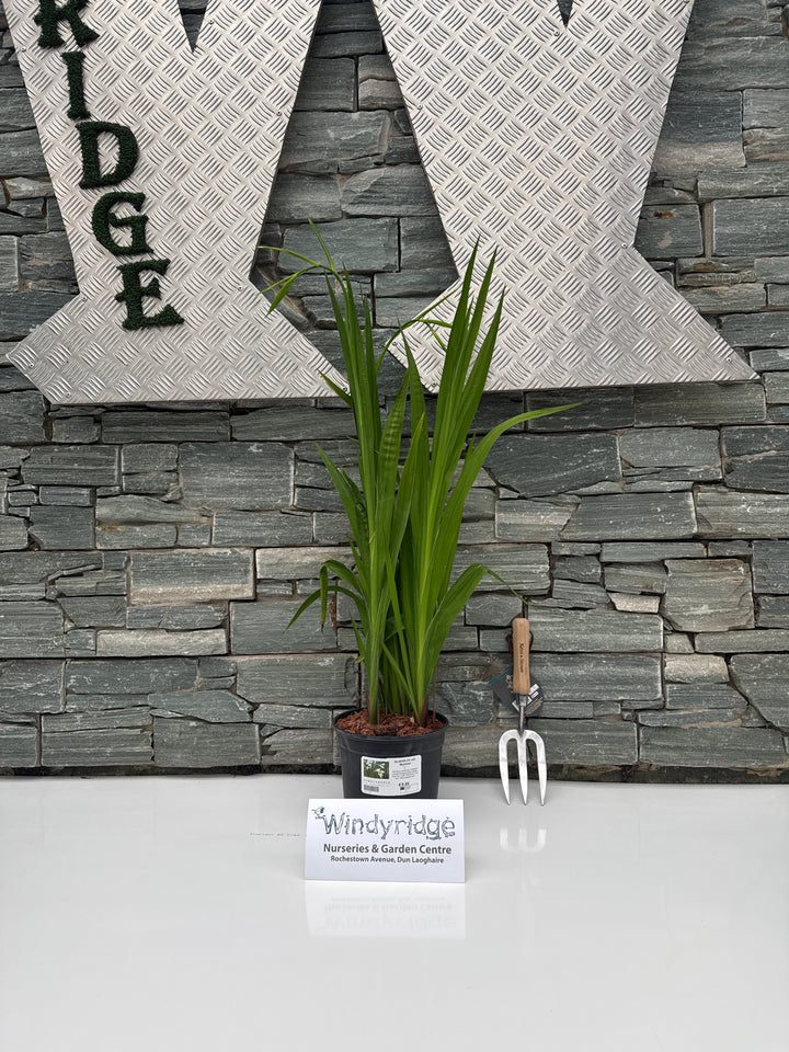 GLADIOLUS call. Murielae 3Ltr Pot