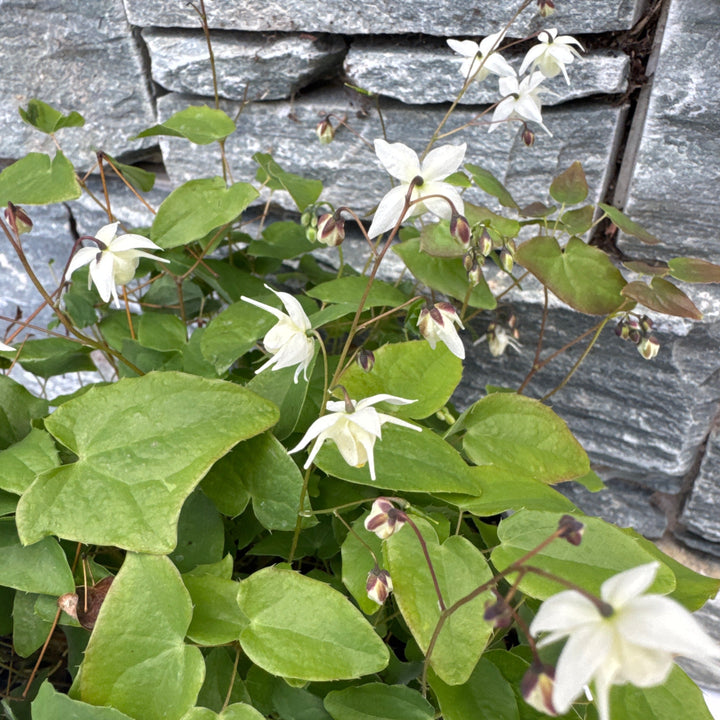 EPIMEDIUM x young. Niveum