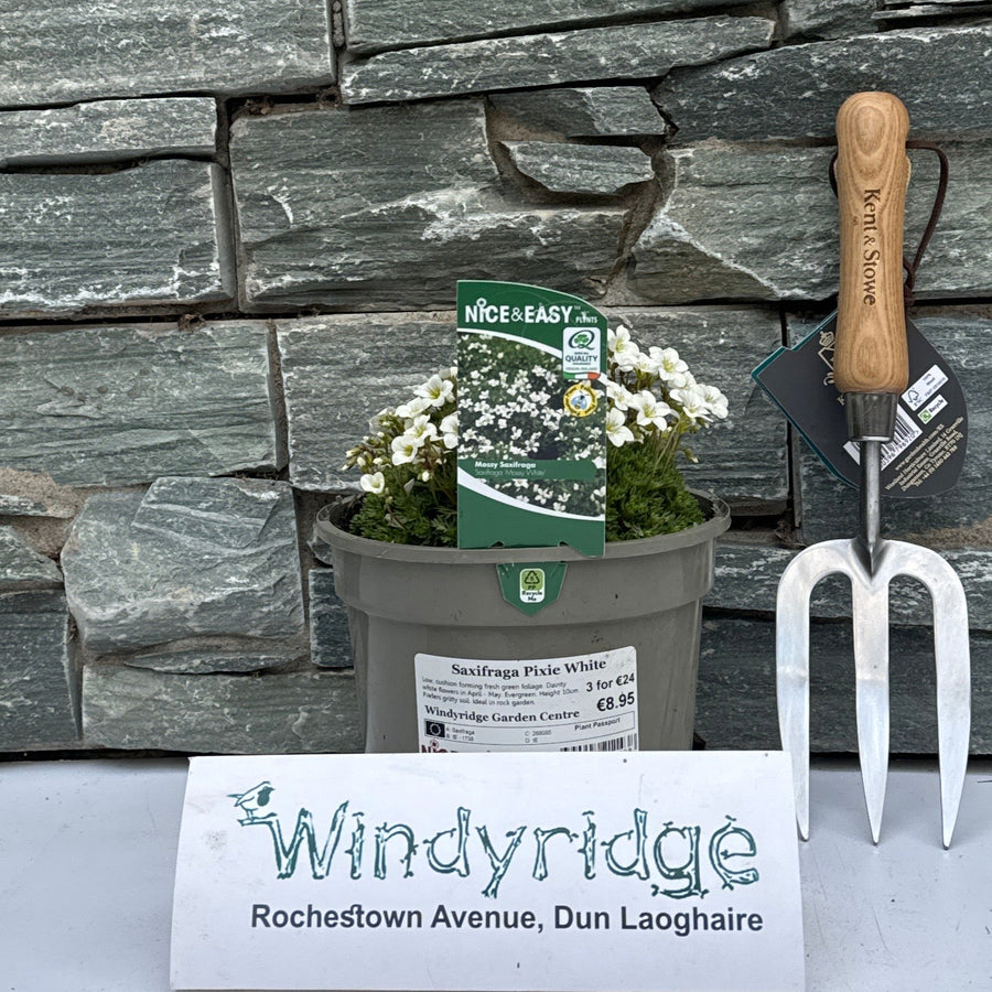 Saxifraga Pixie White - Grow Your Own - Windyridge Garden Centre