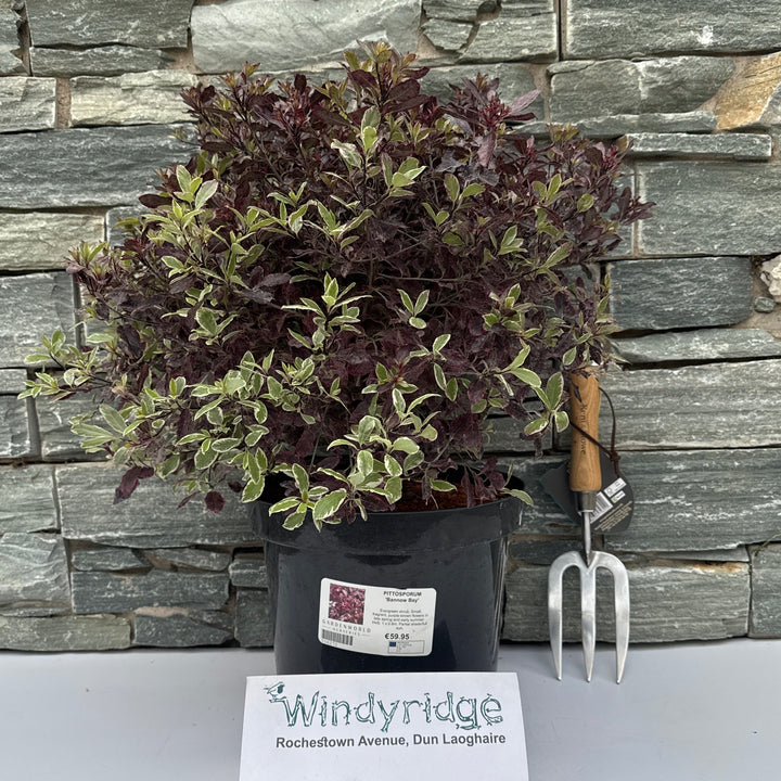 PITTOSPORUM Bannow Bay 7.5Ltr Pot