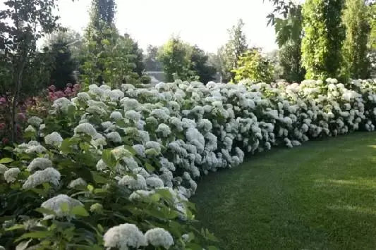Hydrangea arbor. Strong Annabelle  5 Ltr pot