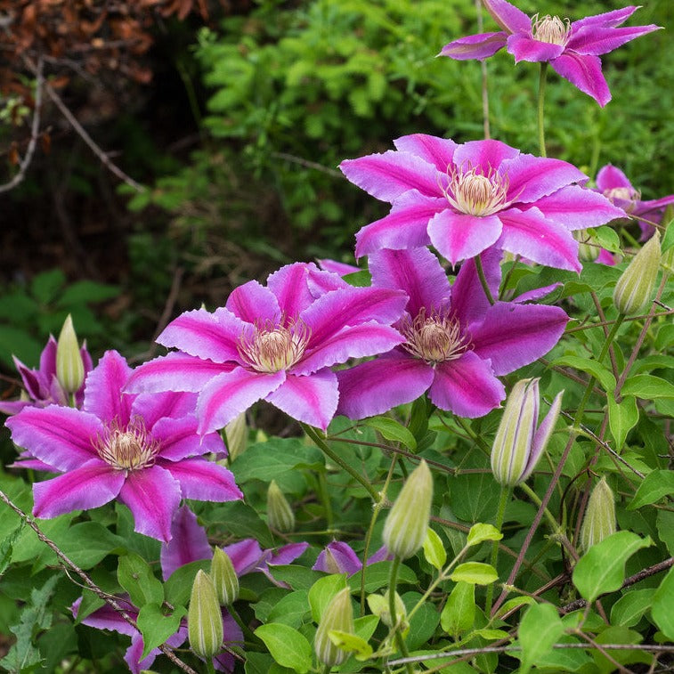 Clematis-Dr-Ruppel-Flower