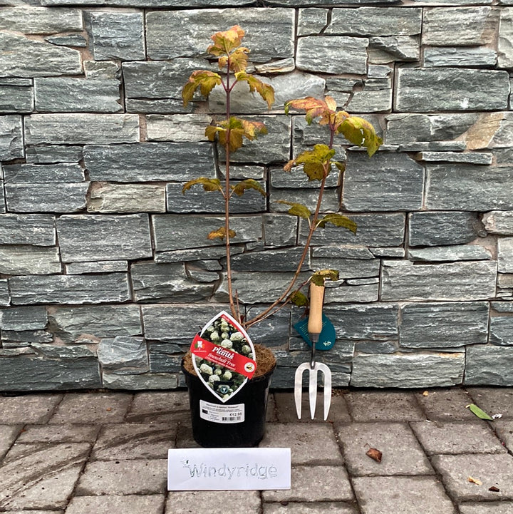 Viburnum-Opulus-Roseum-Potted