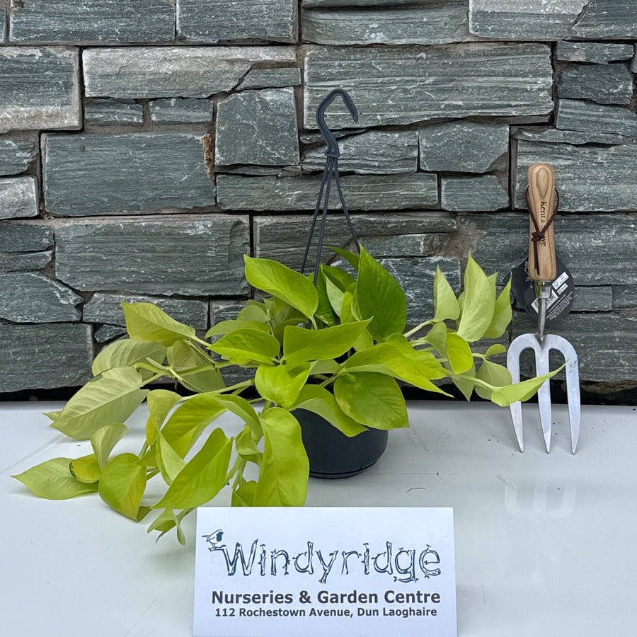 Epipremnum Golden Pothos - Indoor plants - Windyridge Garden Centre