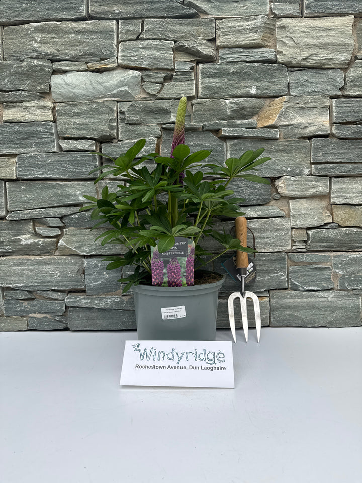 Lupin WC Masterpiece 5 Ltr