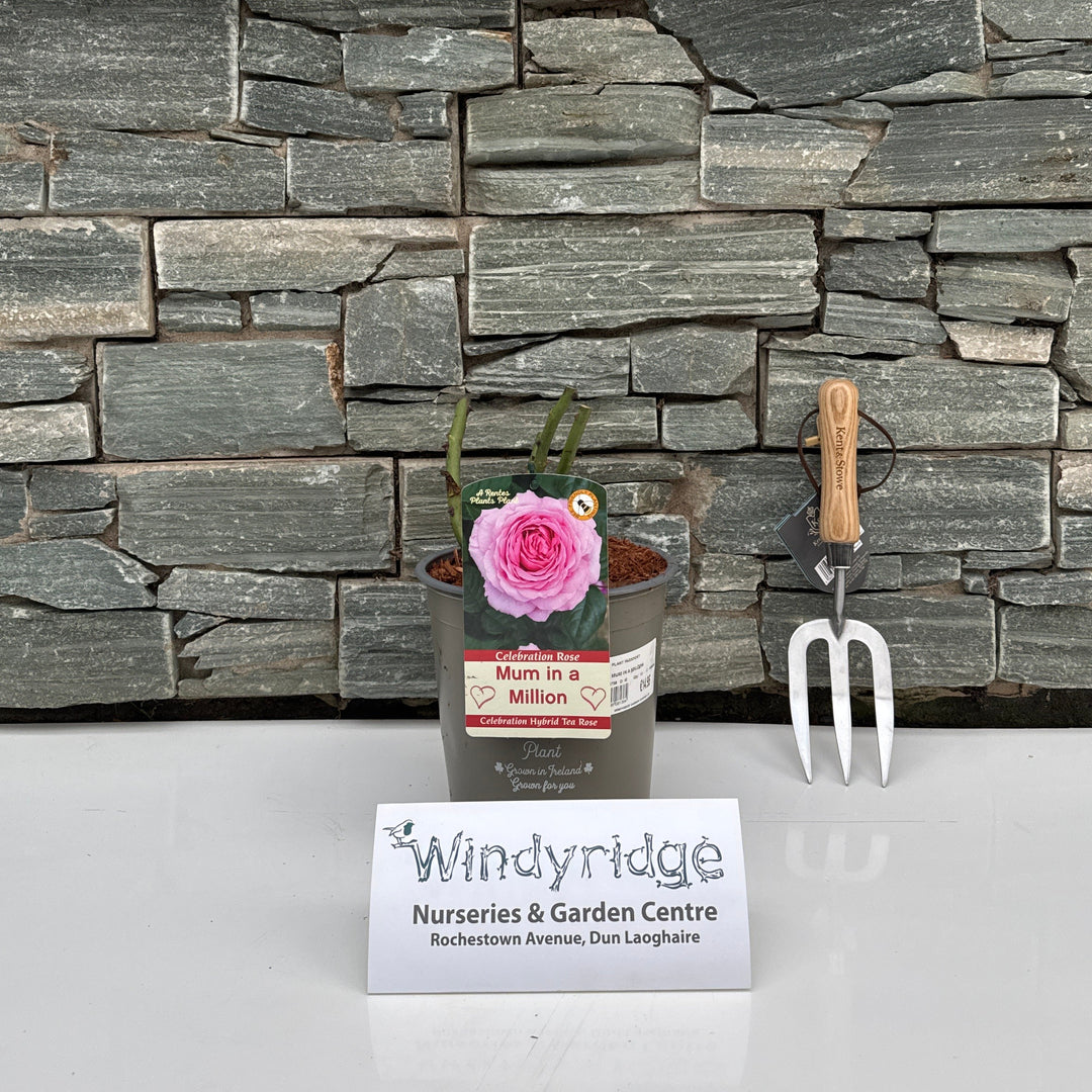 ROSA MUM IN A MILLION Hybrid Tea