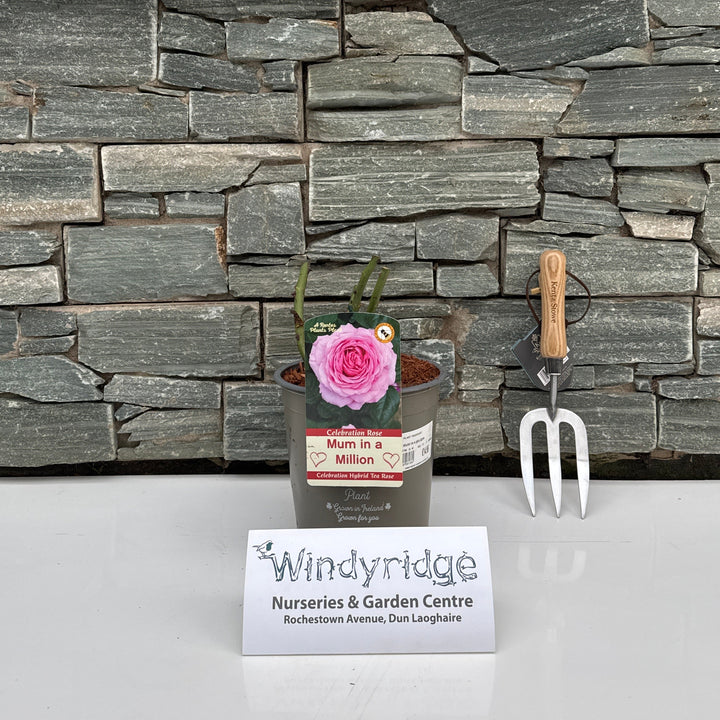 ROSA MUM IN A MILLION Hybrid Tea