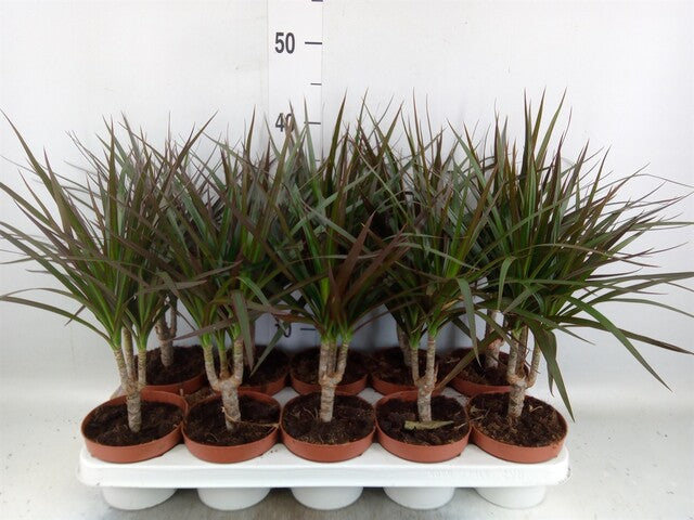 Dracaena marg. 'Magenta' single stem 3+ head - Indoor Plants - Windyridge Garden Centre