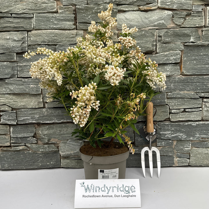 Pieris Japonica Debutante (Be) - Shrubs - Windyridge Garden Centre