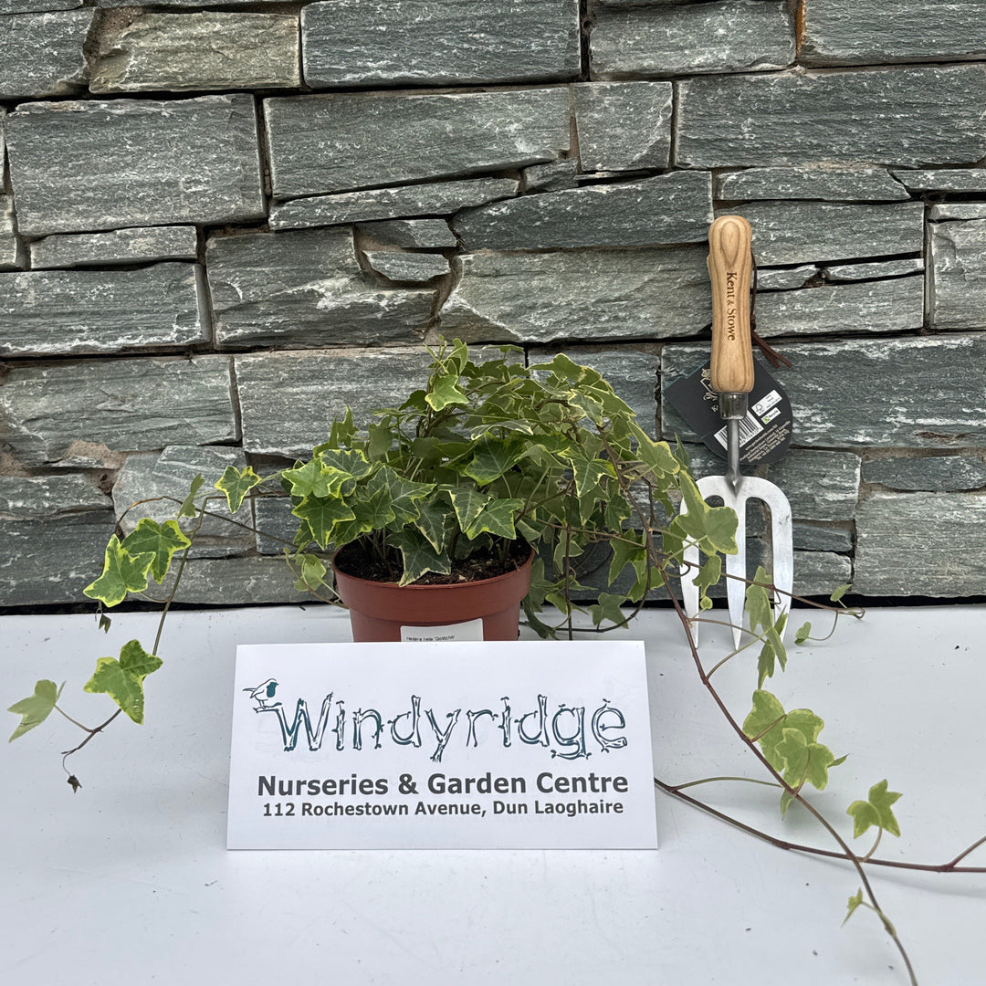 Hedera helix 'Goldchild' - Bedding - Windyridge Garden Centre