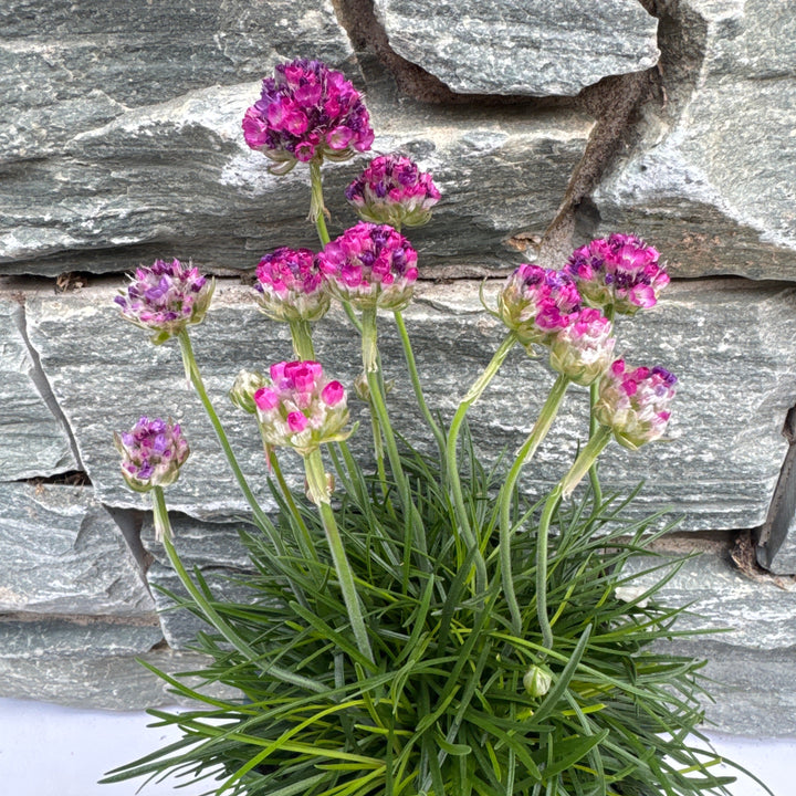 Armeria maritima Rosea lilac