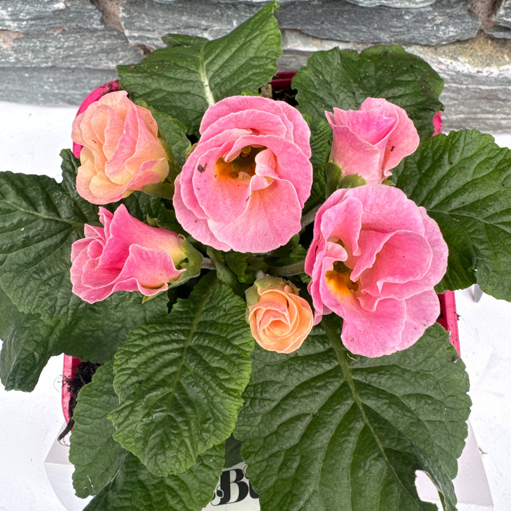 Primula Vulgaris Belle Rose - Herbaceous - Windyridge Garden Centre
