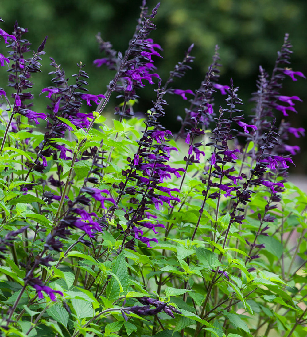 Salvia Amistad - Herbaceous - Windyridge Garden Centre