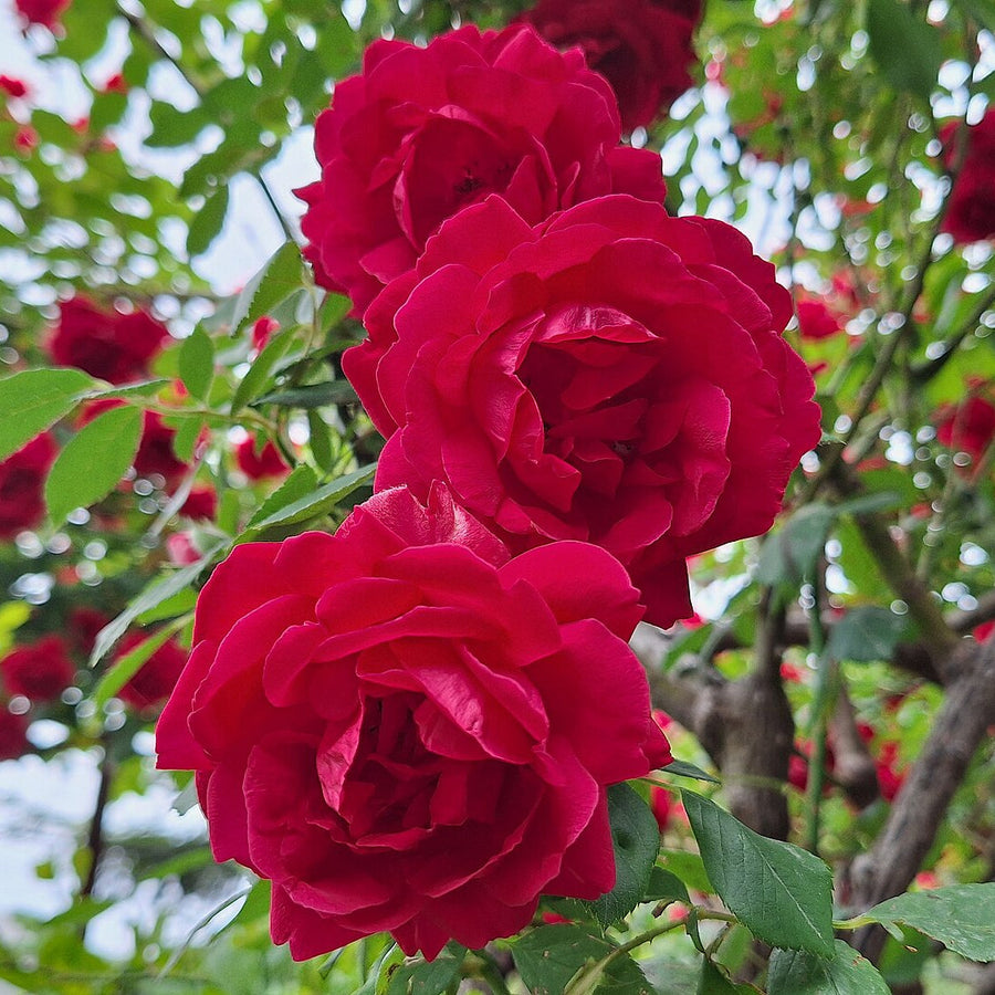 ROSA IN VARIETIES - CLIMBING