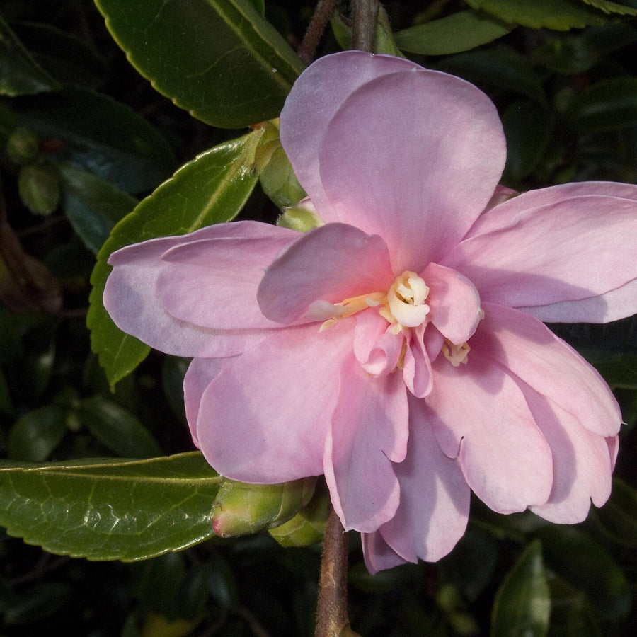 Camellia sas. Pink C3 PREMIUM