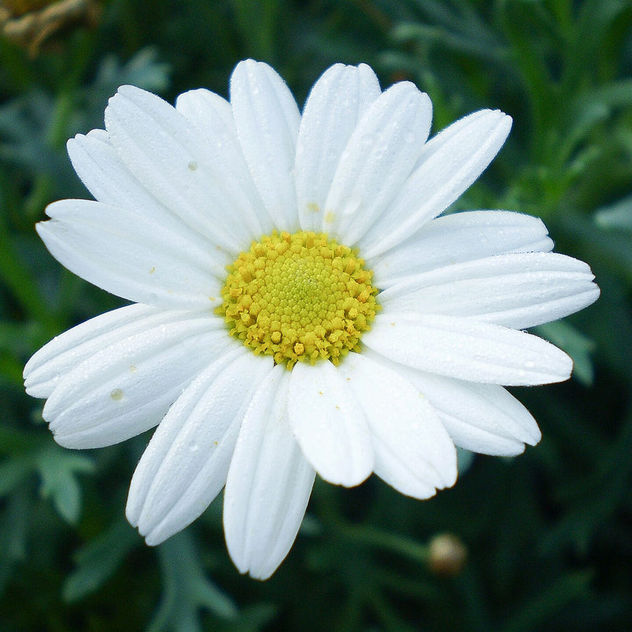 Marguerite mixed