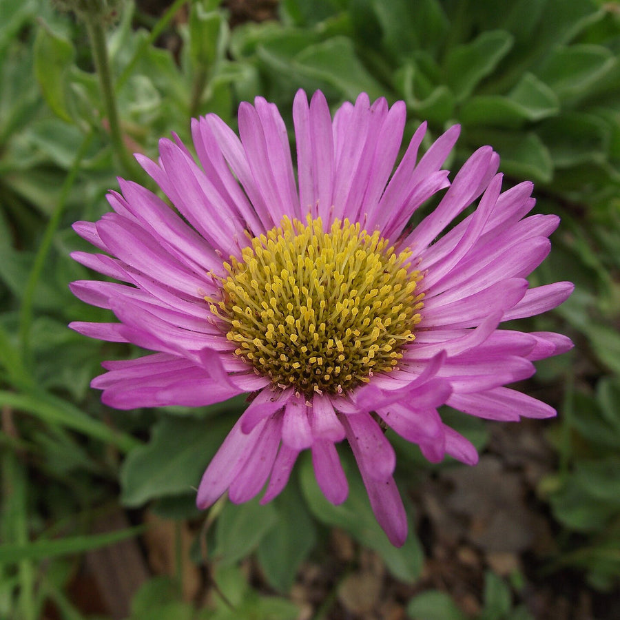 Erigeron Sea Breeze