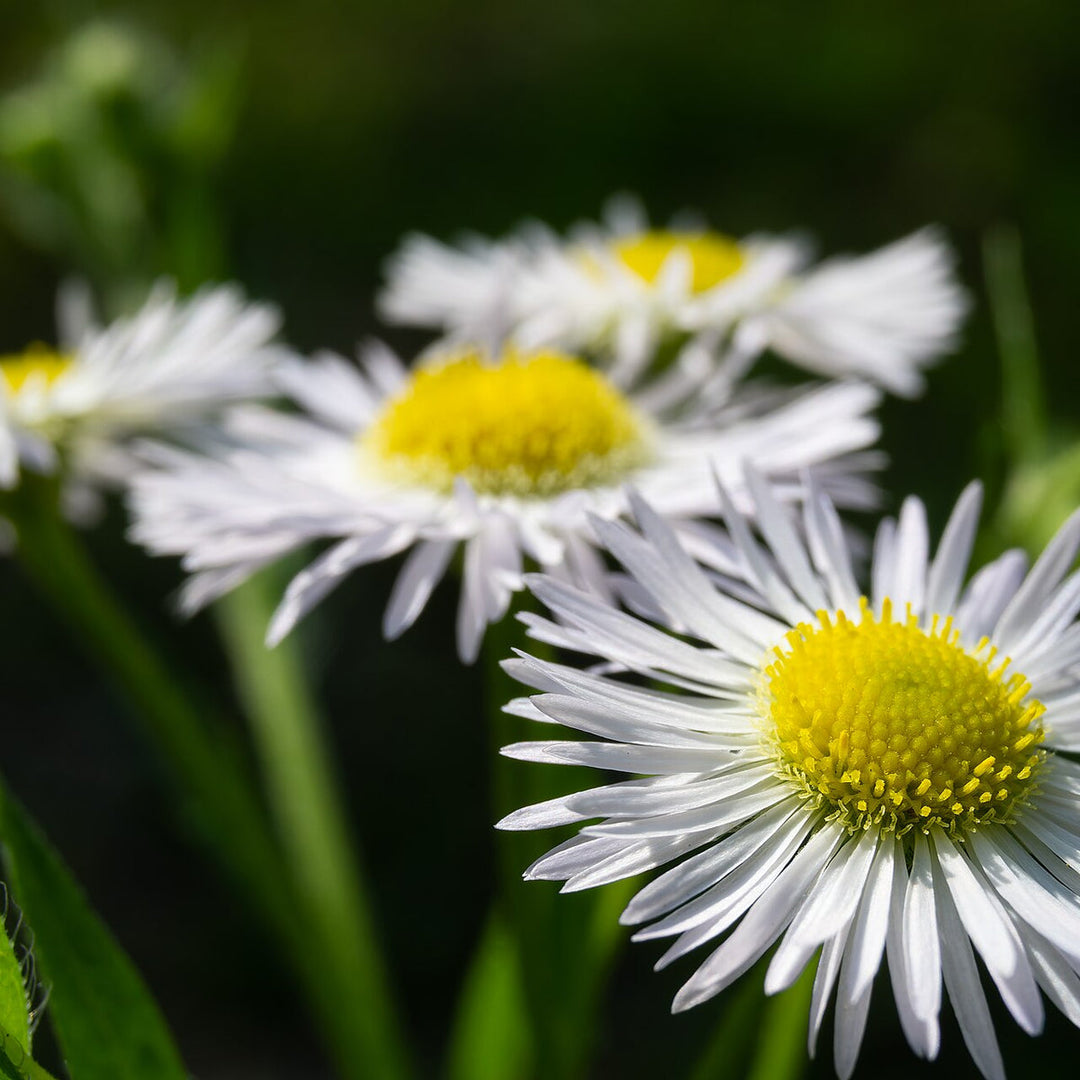 Erigeron Stallone 2 Ltr