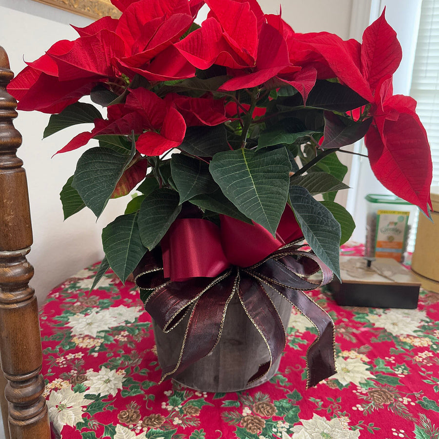 Poinsettia Red 17cm