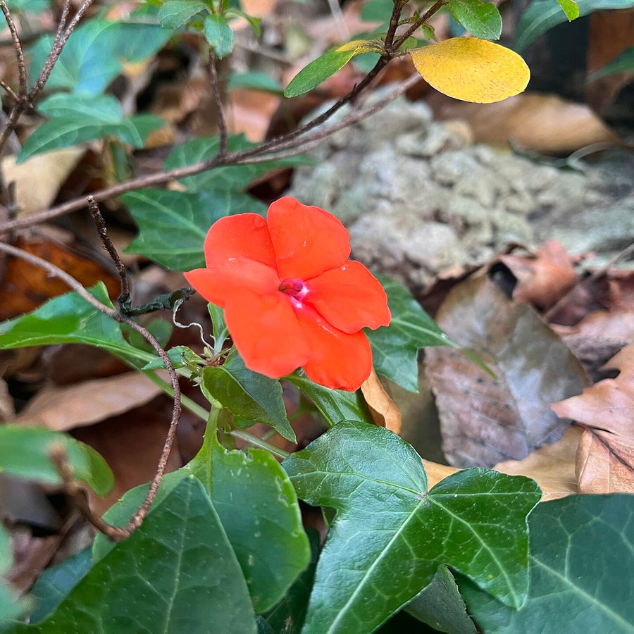 IMPATIENS IN VARIETIES