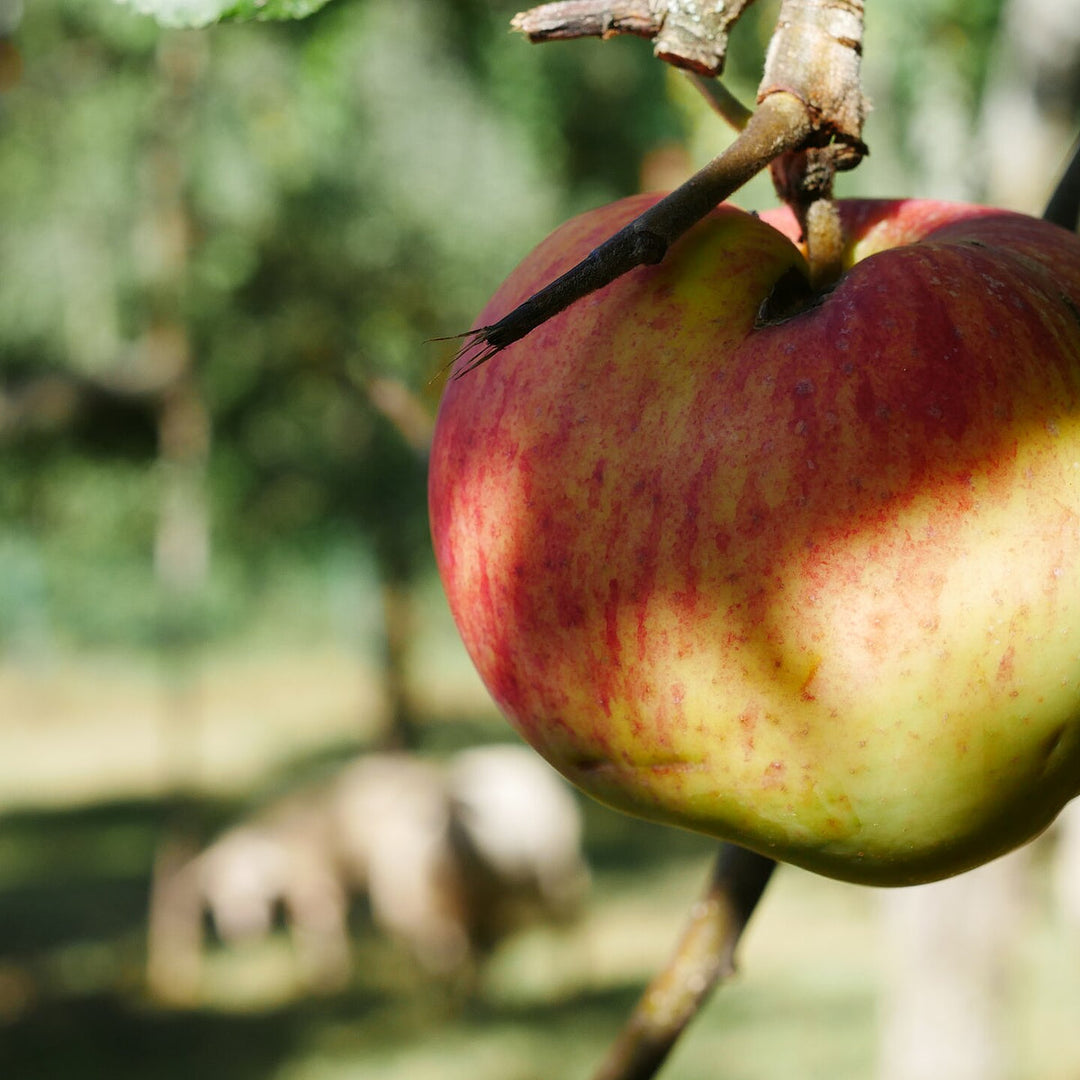 Malus d. 'James Grieve' C35 Half-stem 12/14