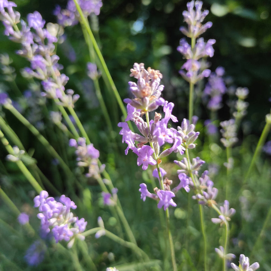 Lavender