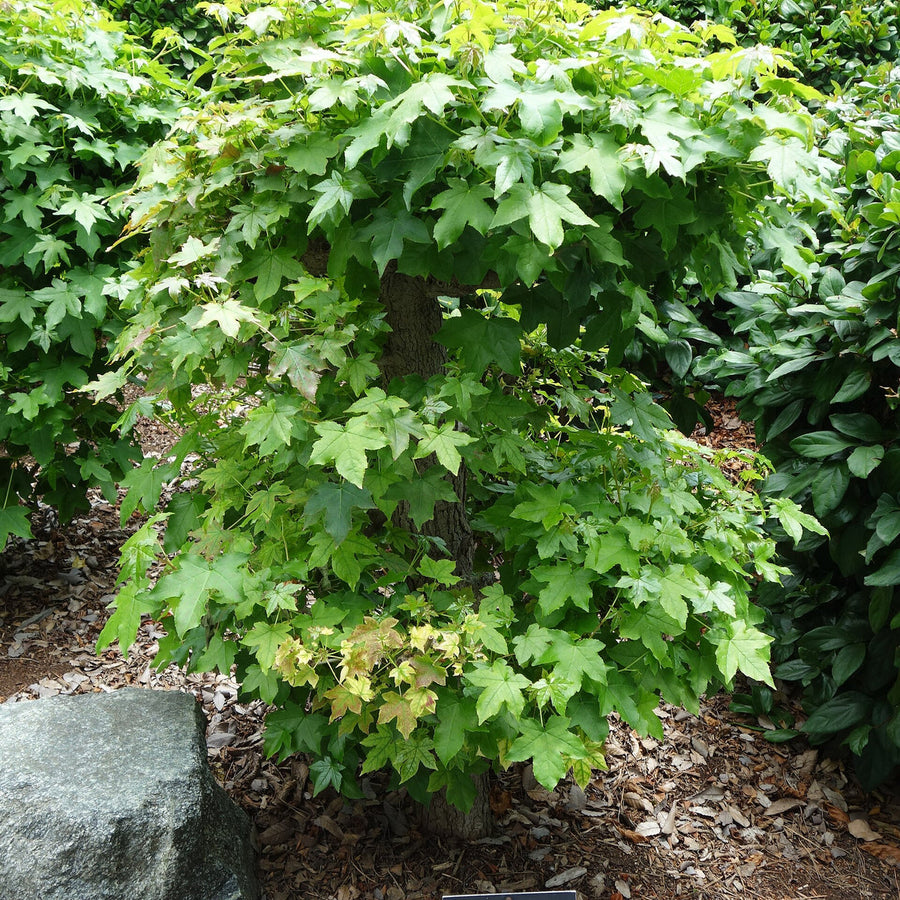 LIQUIDAMBAR STYR. GUM BALL CLT 25 / 35 CIRC. TR. 10 - 12 CM STD