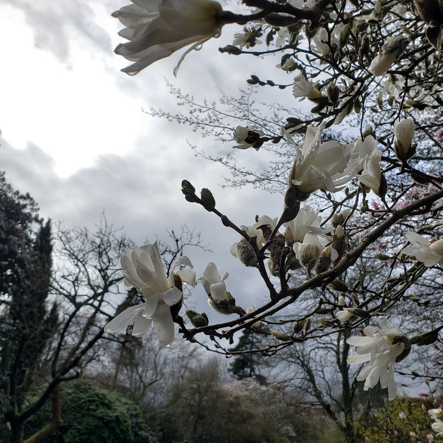 Magnolia Alba