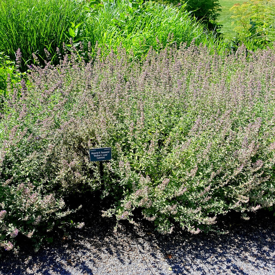 Nepeta Walkers Low