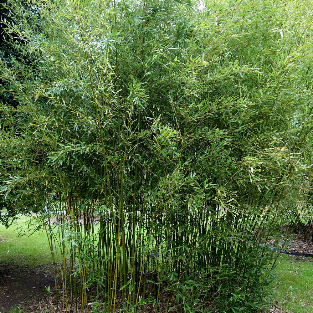PHYLLOSTACHYS HUMILIS CLT 18 H 200 - 250 CM
