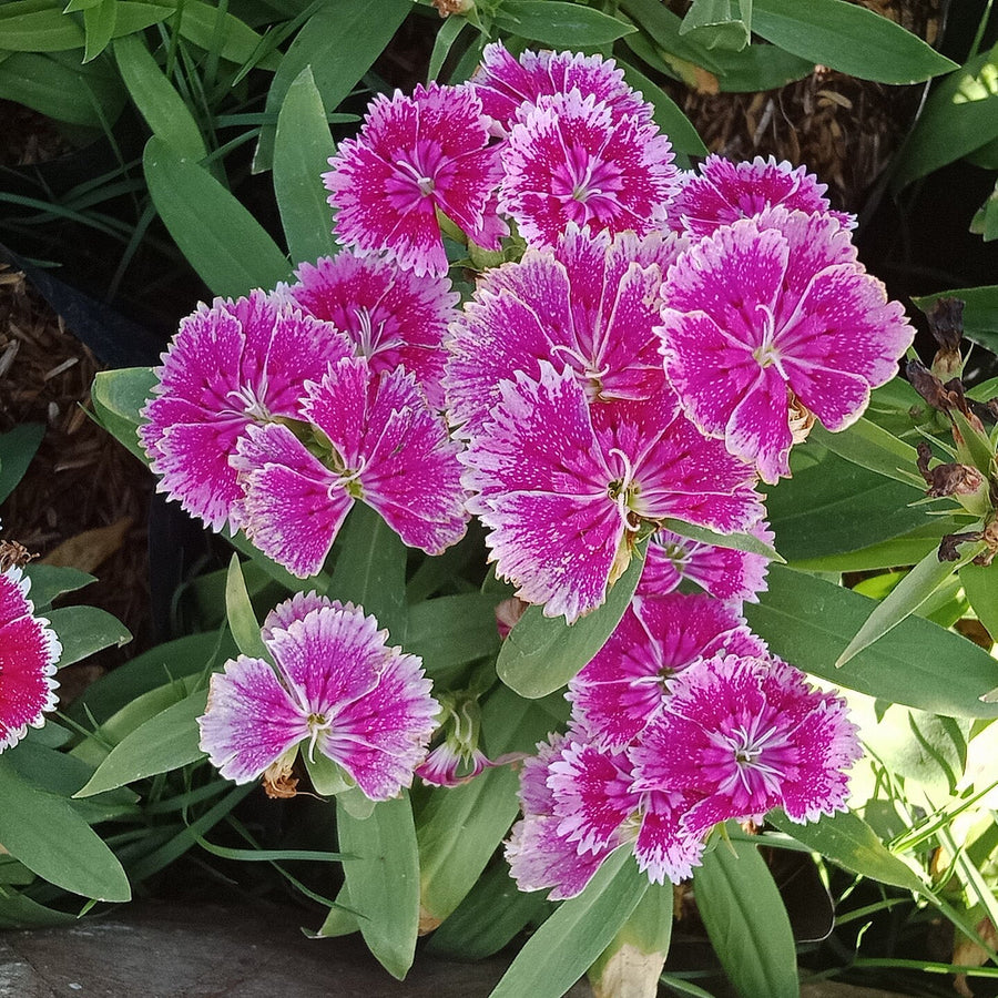 Dianthus 'Lucky Lips Lena'®