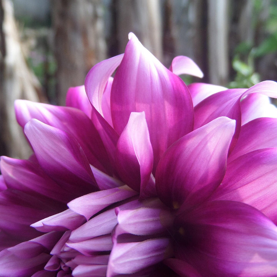 DAHLIA dalina Maxi Purple