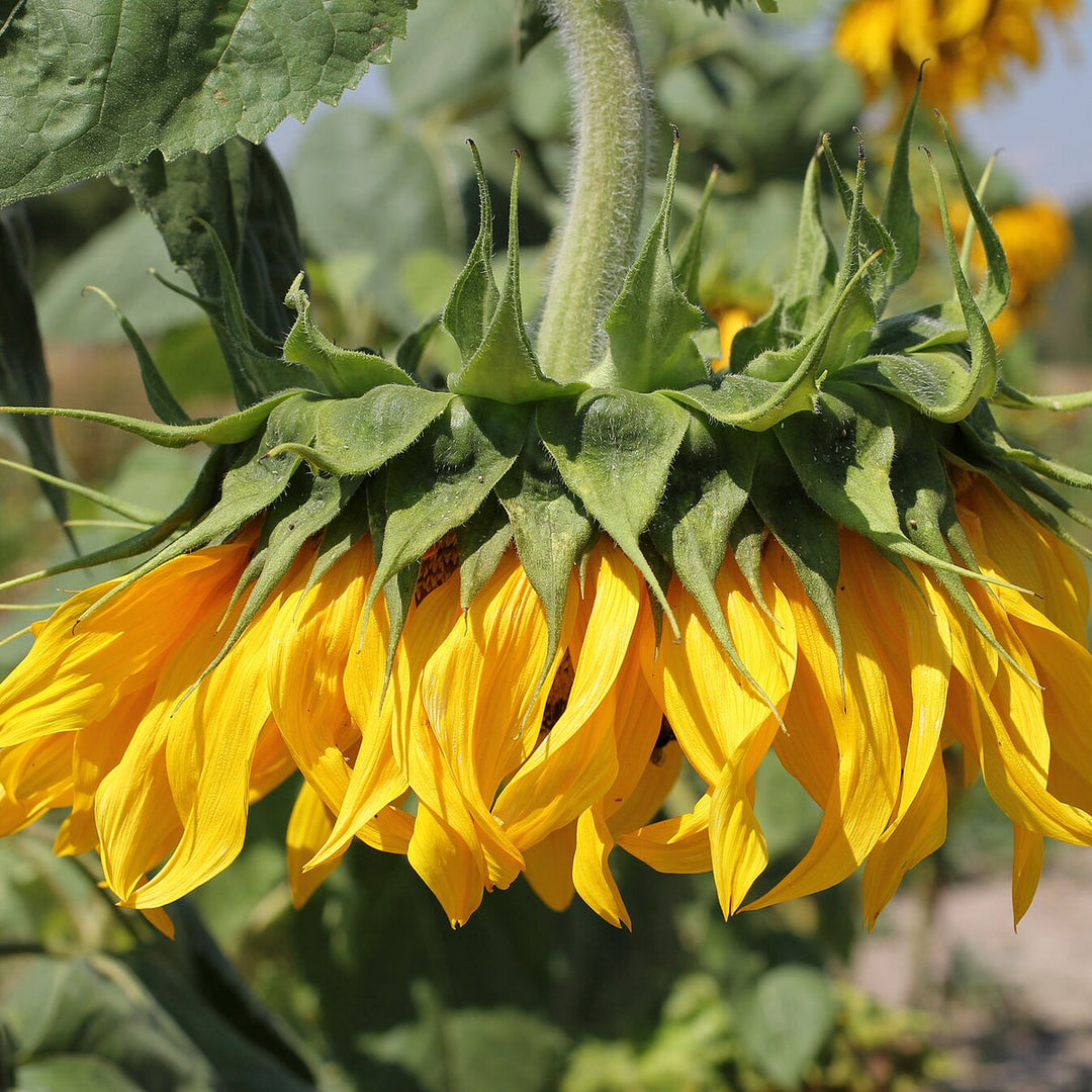 Sunflower 13cm