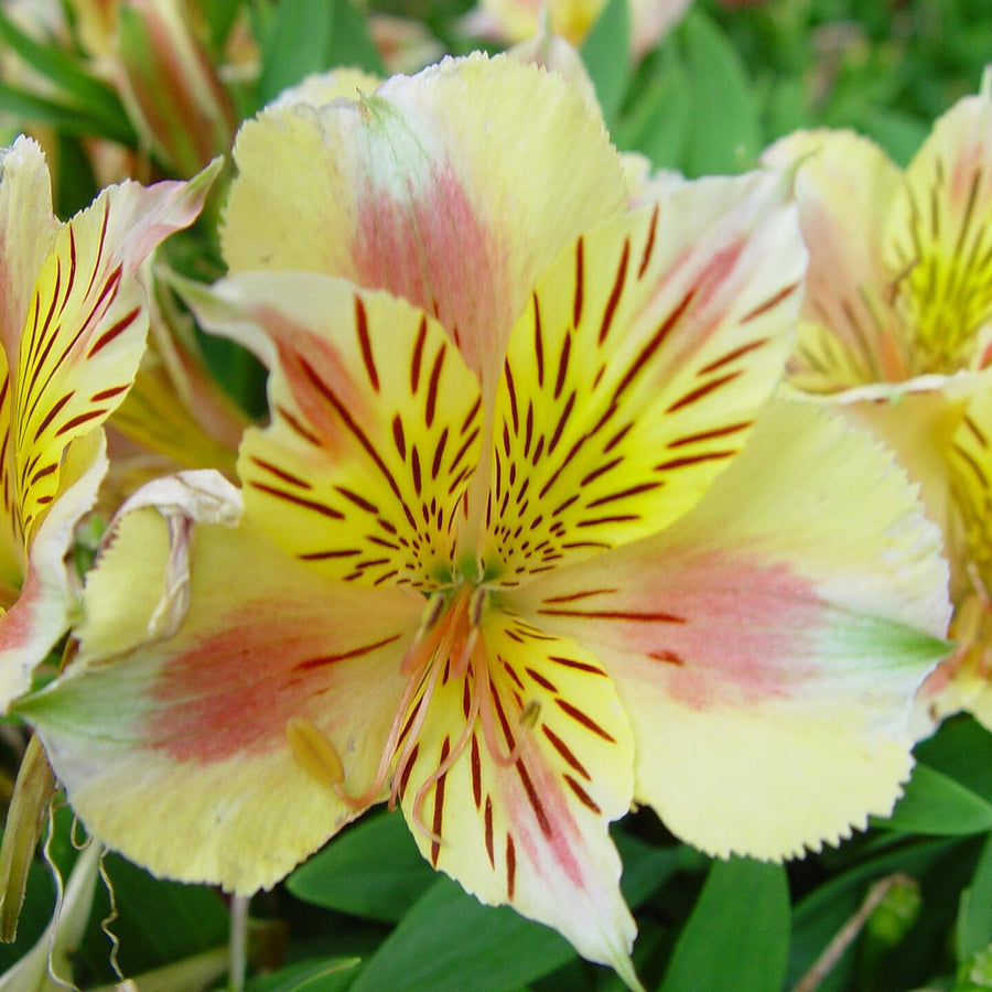 Alstroemeria Inticancha Sunshine