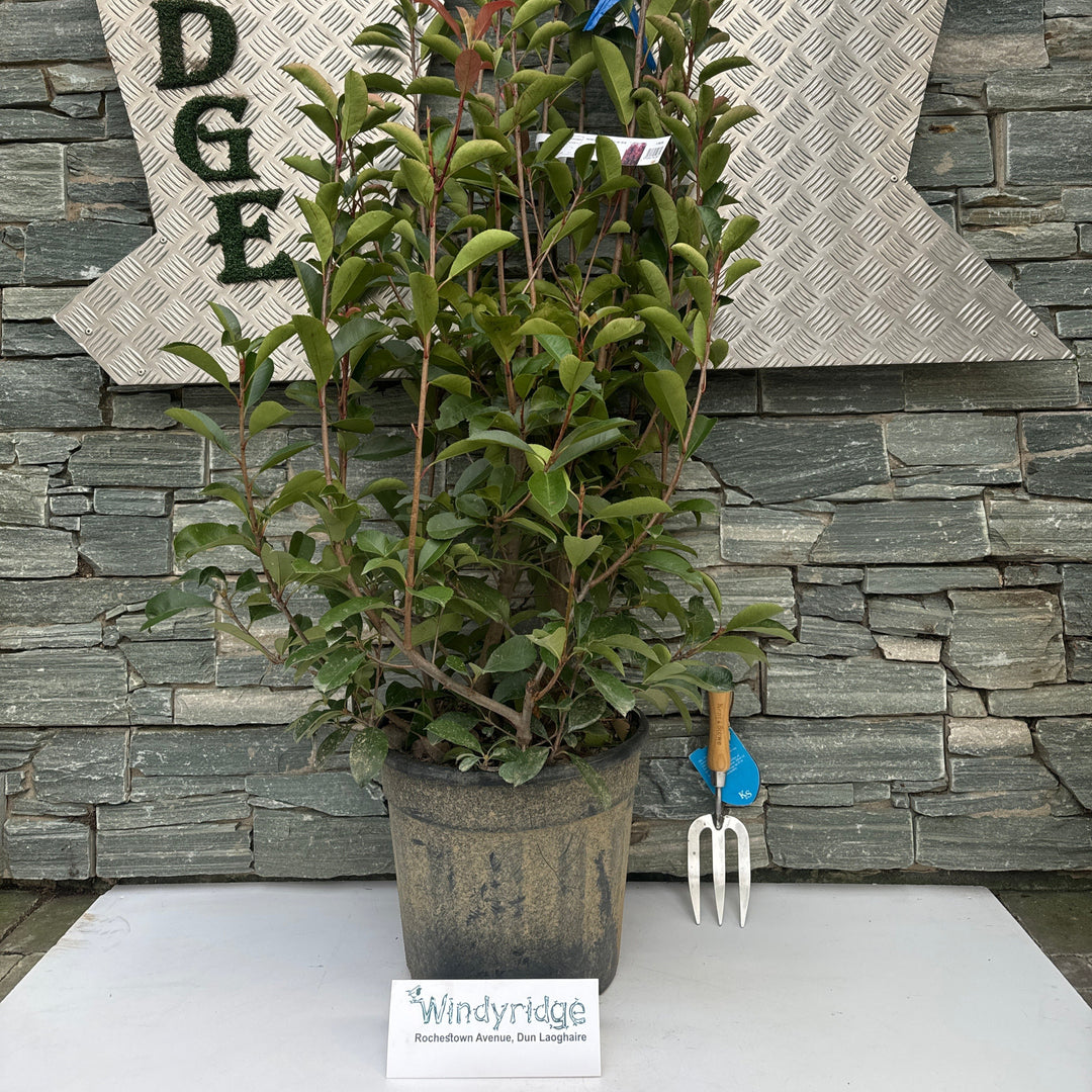 PHOTINIA SERR. RED ROBIN CLT 18 H 100 - 125 CM