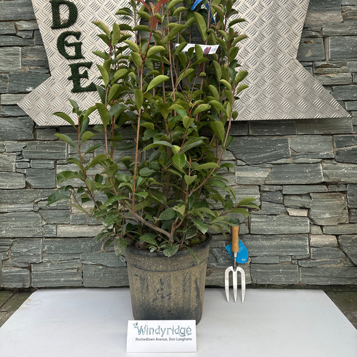 PHOTINIA SERR. RED ROBIN CLT 18 H 100 - 125 CM