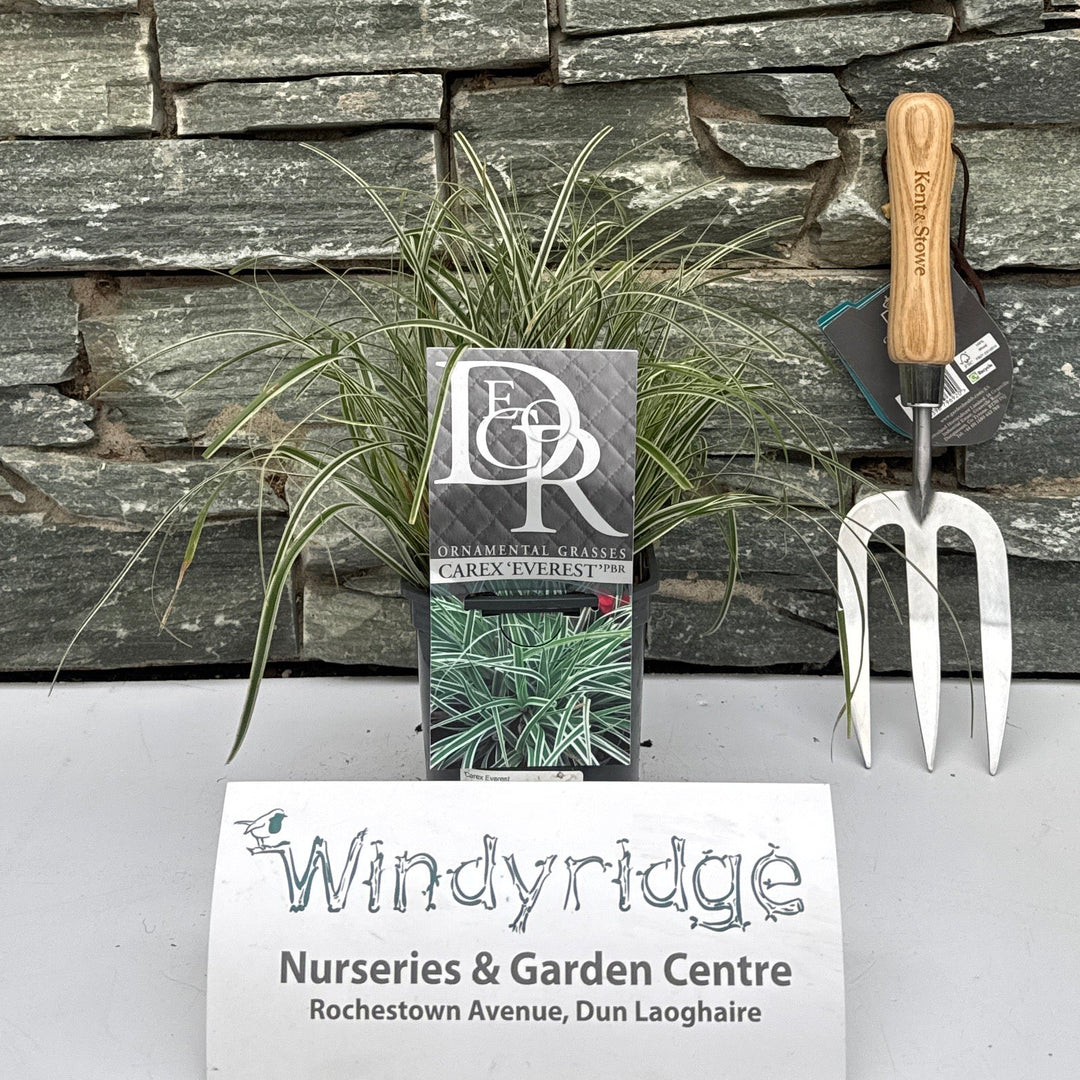 Carex Everest - Bedding - Windyridge Garden Centre