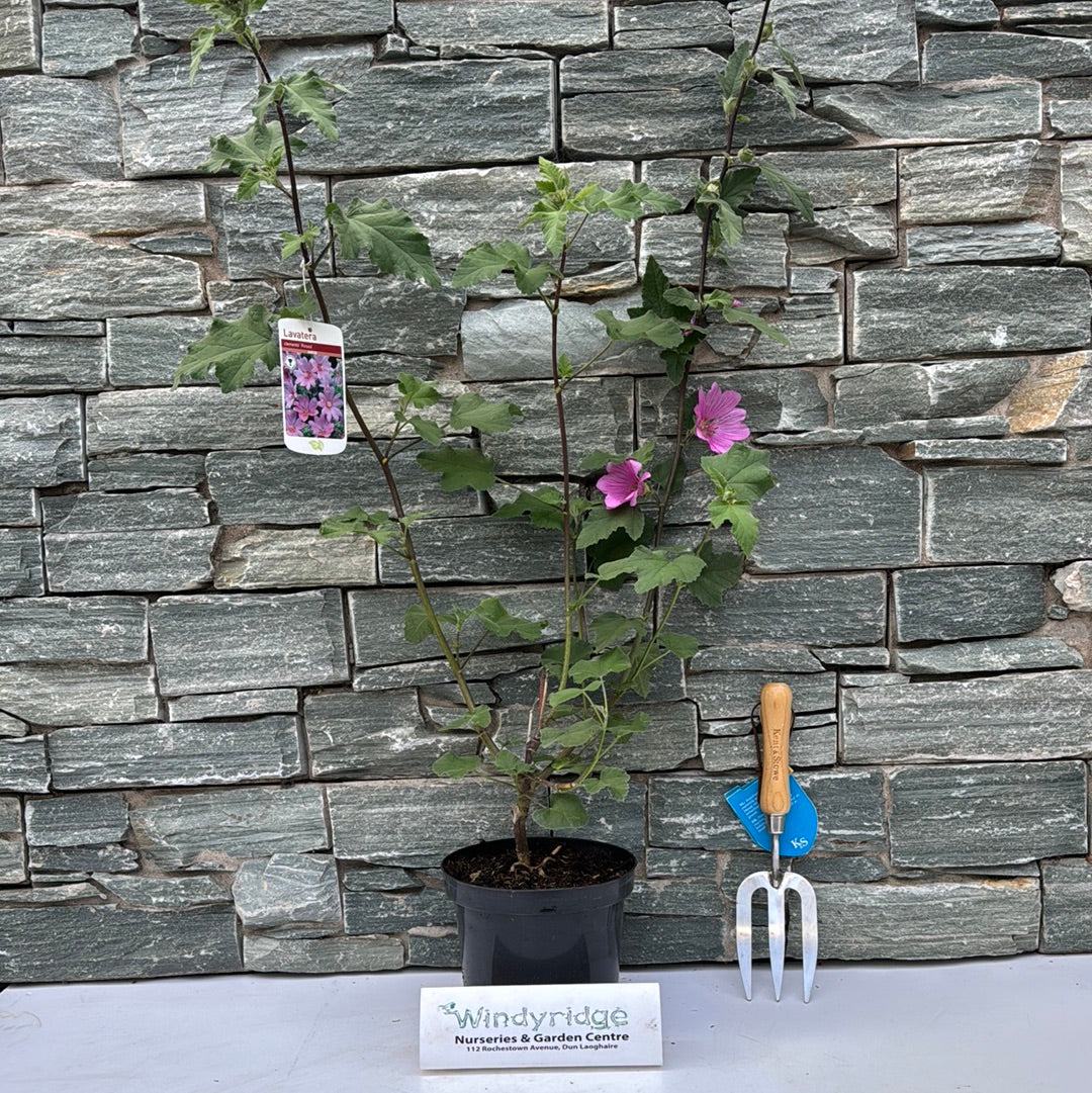 Lavatera olbia Rosea