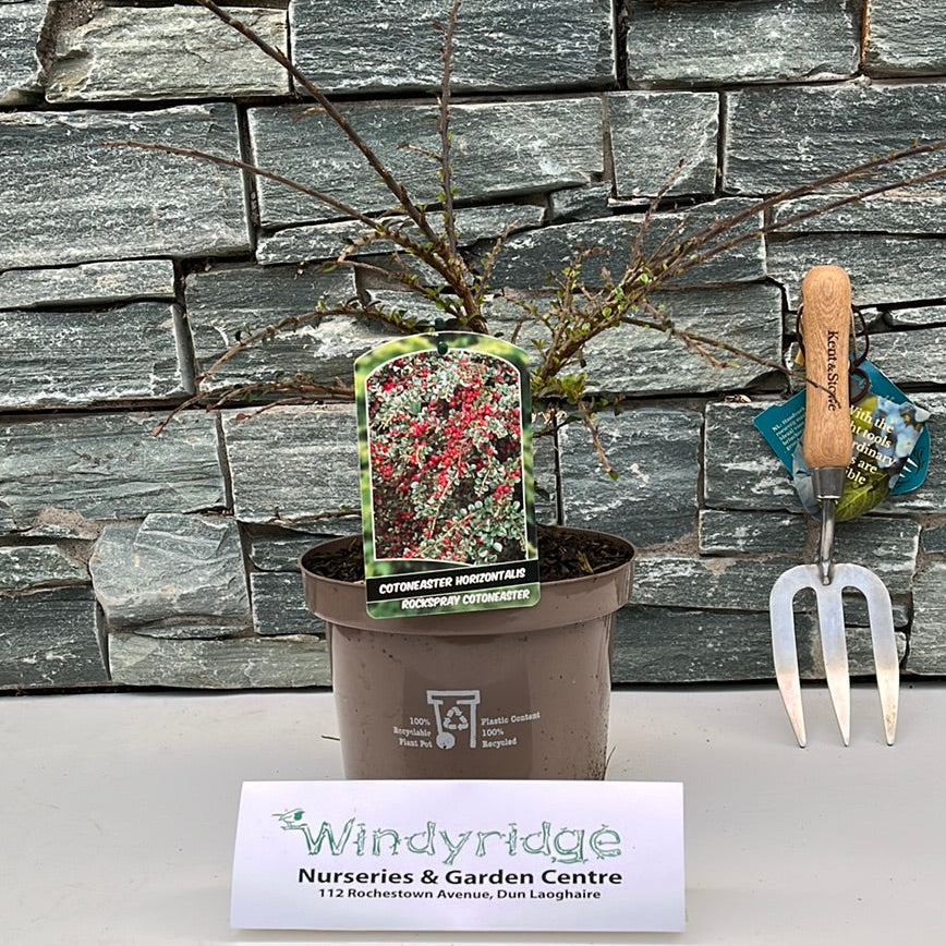 Cotoneaster Horizontalis (Rp) - Shrubs - Windyridge Garden Centre