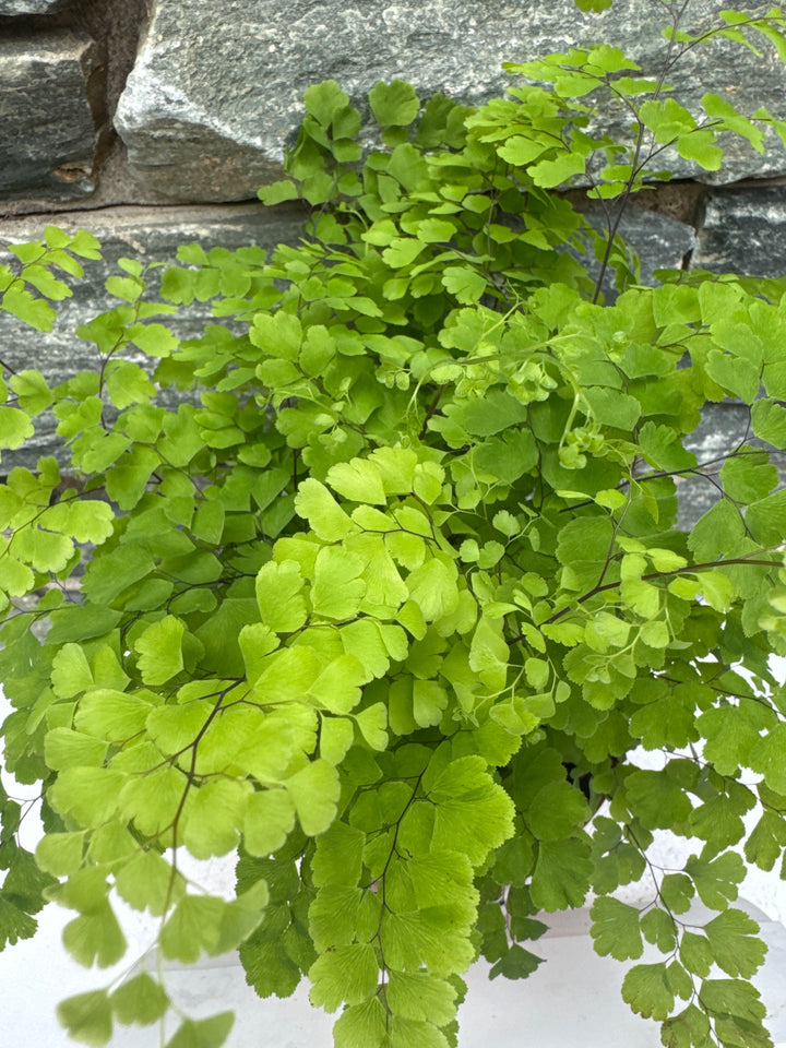 Delta Maidenhair Fern Adiantum Raddianum Fritz Luthi (12cm Pot)