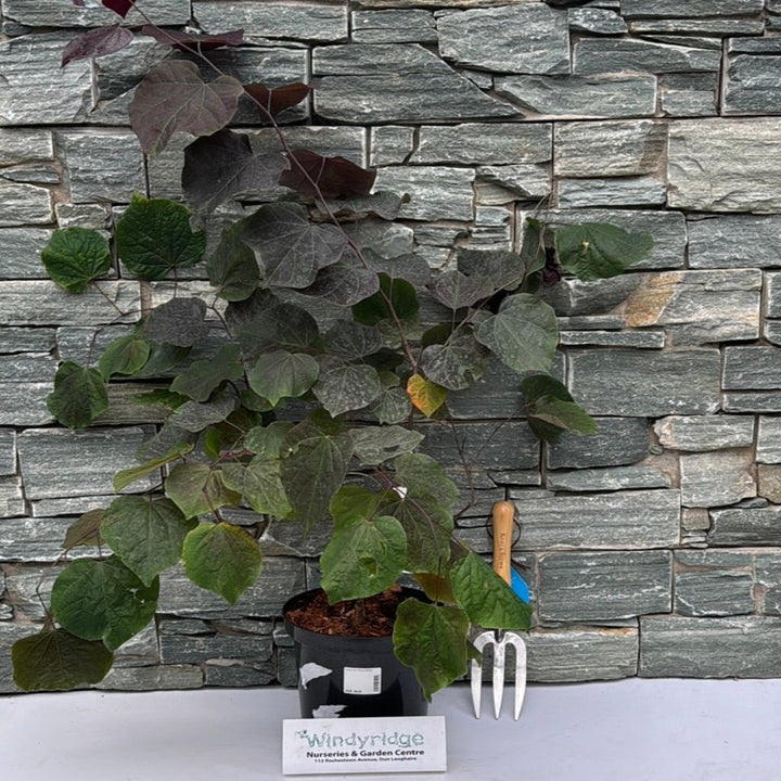 Cercis can. Forest Pansy