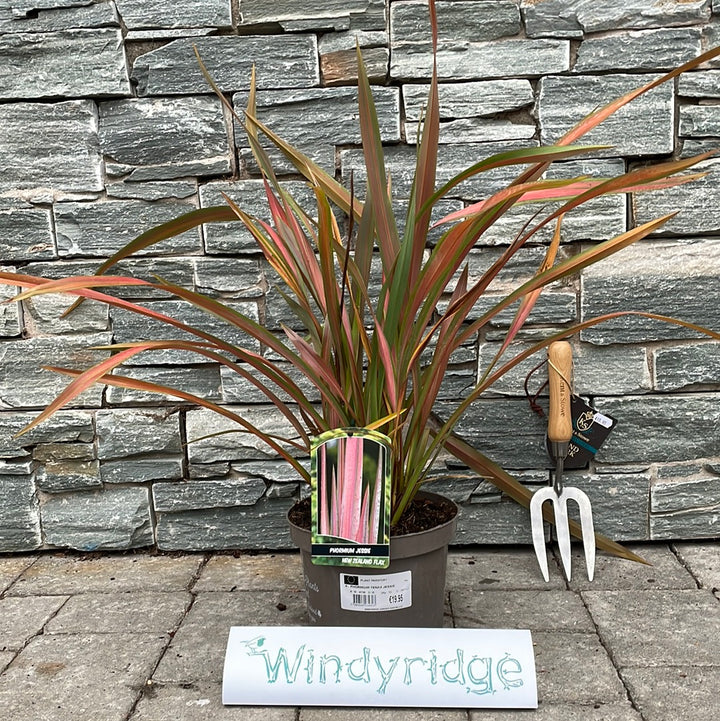 PHORMIUM TENAX JESTER