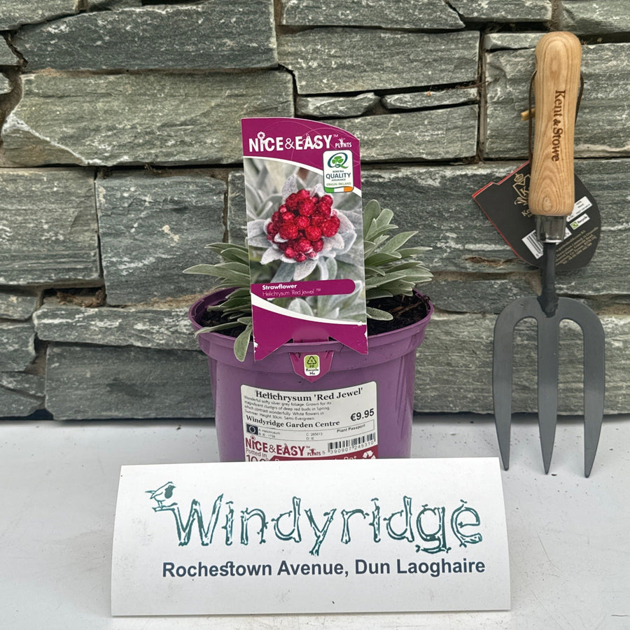 Helichrysum Red Jewel - Shrubs - Windyridge Garden Centre