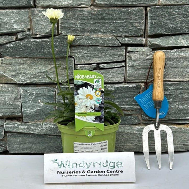 Leucanthemum Victorian Secret