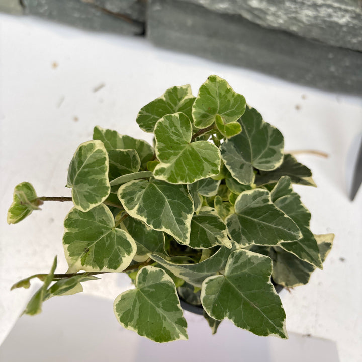 Hedera helix in varieties P9