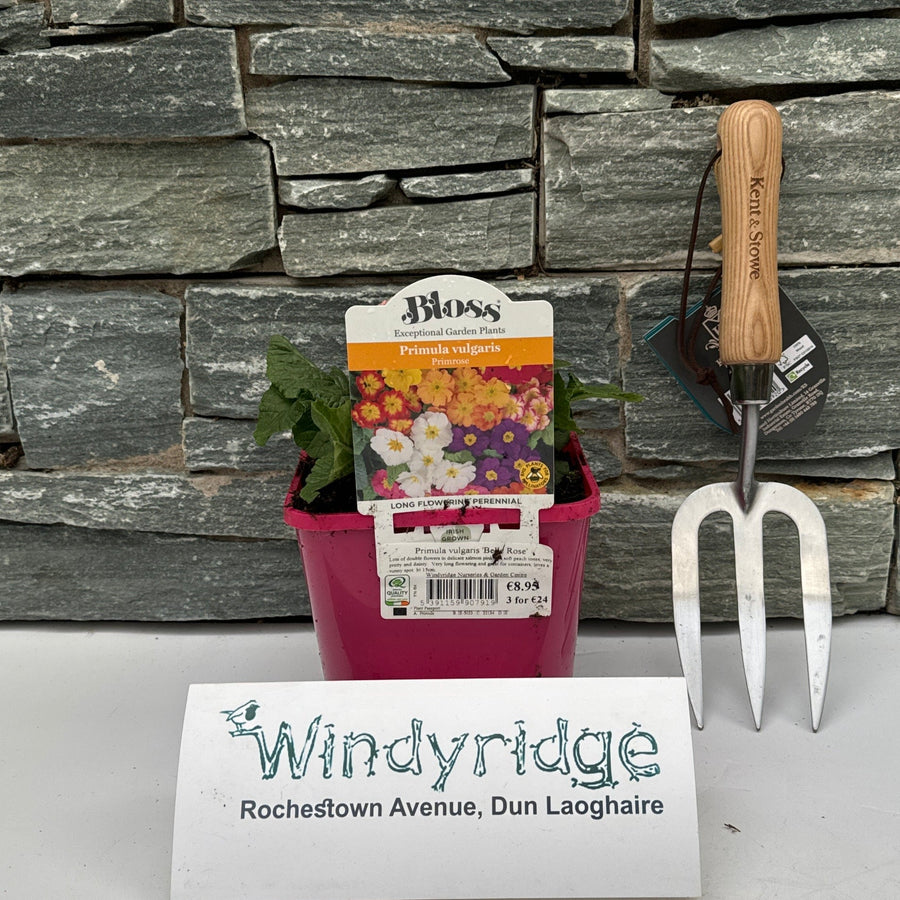 Primula Vulgaris Belle Rose - Herbaceous - Windyridge Garden Centre