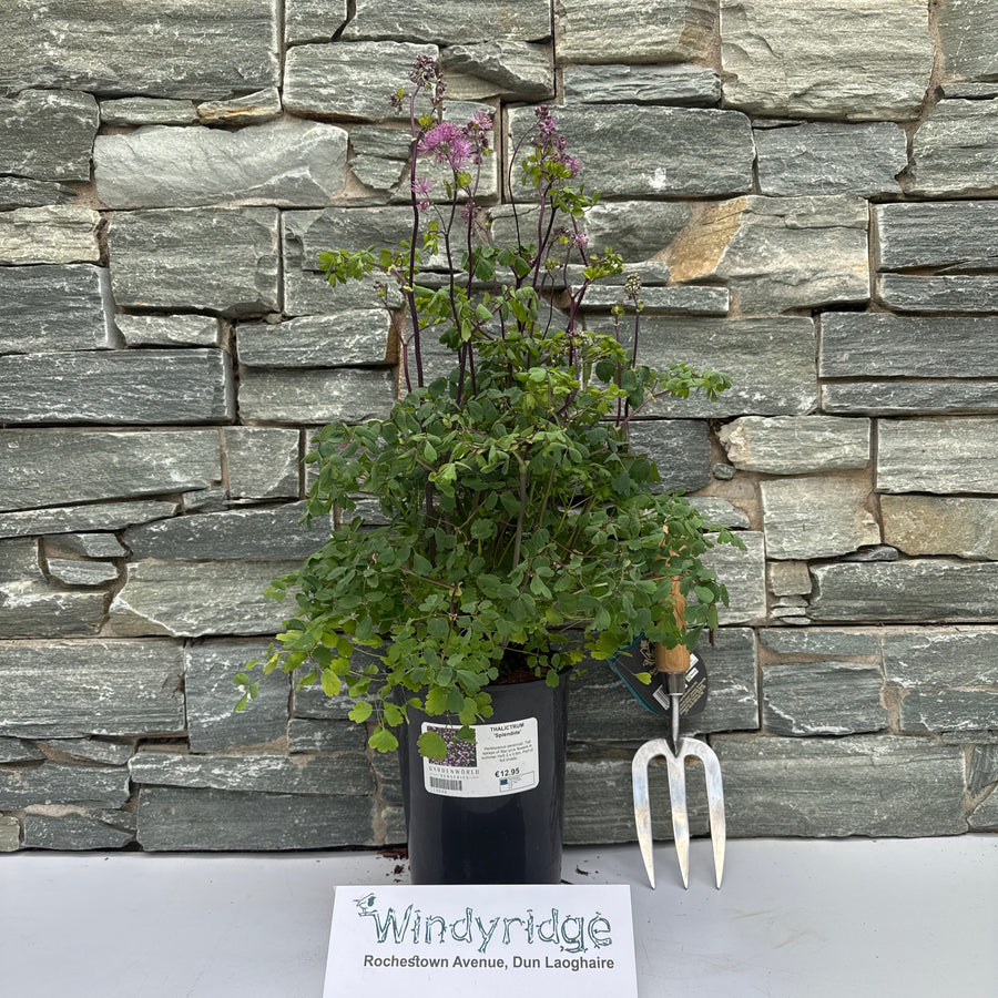 Thalictrum Splendide - Herbaceous - Windyridge Garden Centre