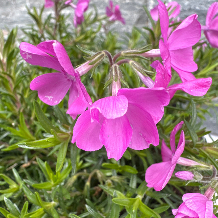 Phlox Subulata Mcdaniel'S Cushion - Herbaceous - Windyridge Garden Centre